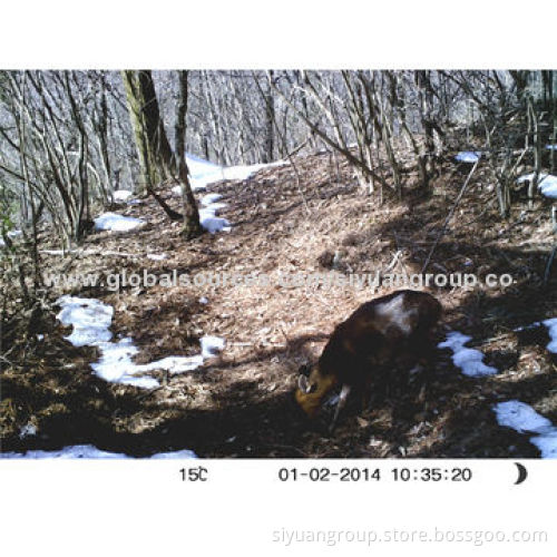 8MP IP66 Water-resistant Invisible IR Guard Time-lapse Camera with 1,280 x 720 Pixels Resolution